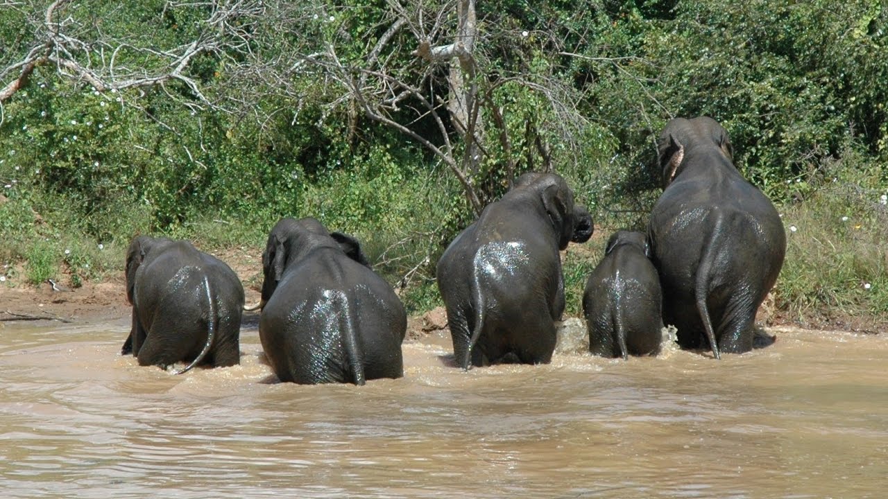 yala-national-park-elephant-baby-sri-lanka-mysrilankatravel
