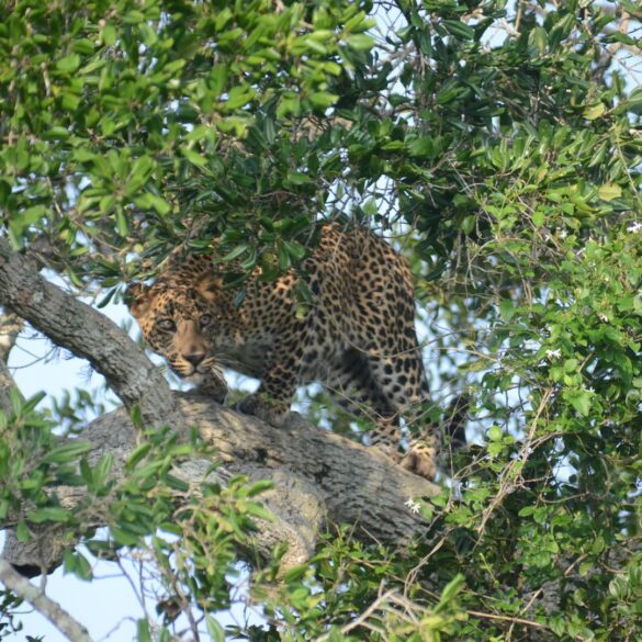 yala-national-park-leopard-sri-lanka-mysrilankatravel