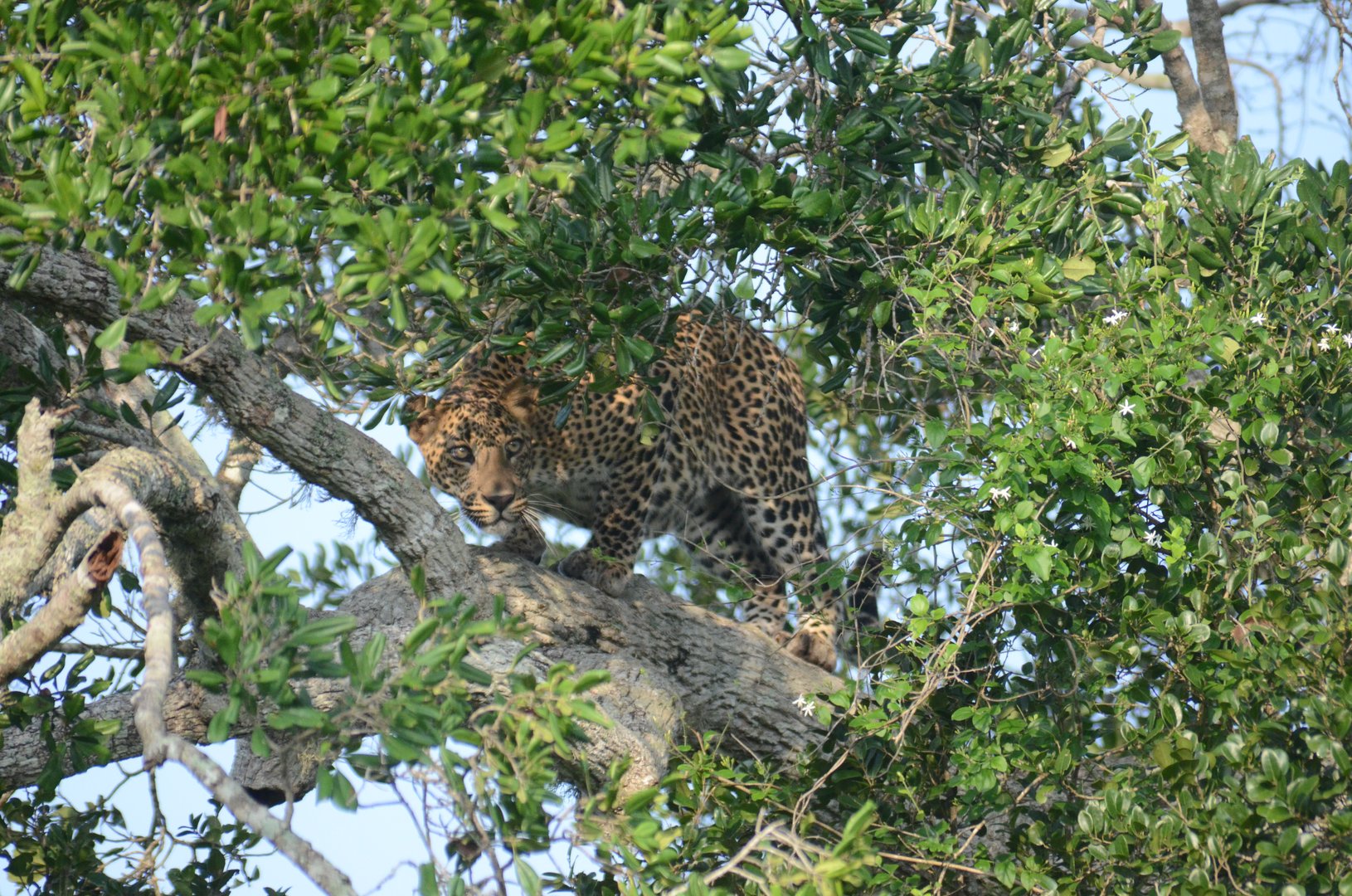 yala-national-park-leopard-sri-lanka-mysrilankatravel